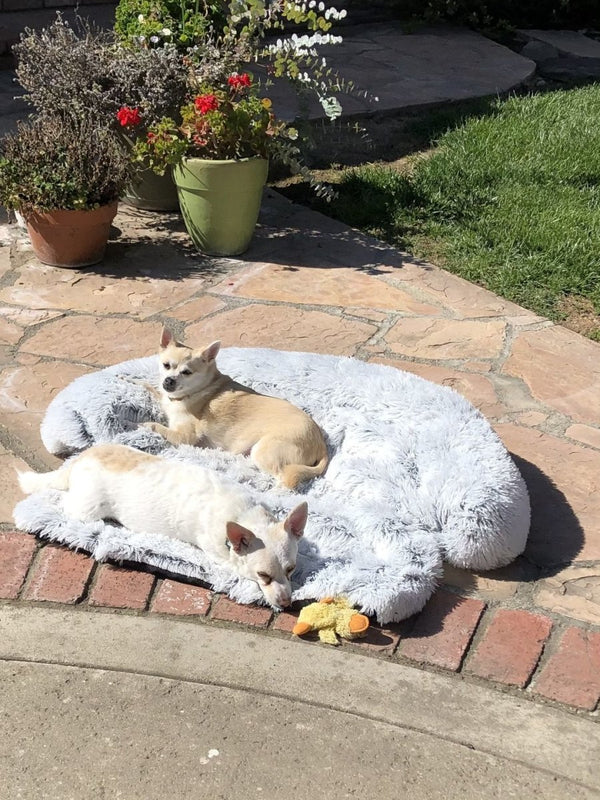 Cama Calmante e Protetor de Sofá Para Cachorros e Gatos - Socapa Brasil